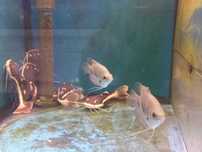 Gourami gigante red tail \ Osphronemus laticlavius 6-8cm