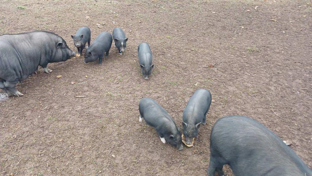 Продам В'ЄТНАМСЬКИХ поросят, тушки, м'ясо!