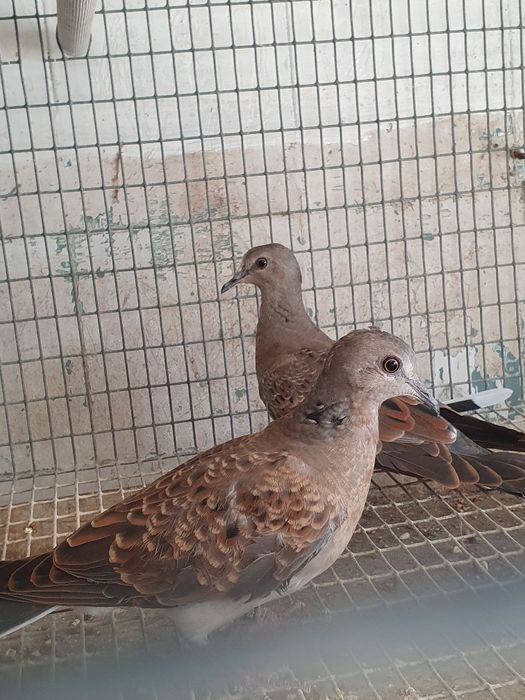 Rolas Streptopelia turtur  casal do ano 2025