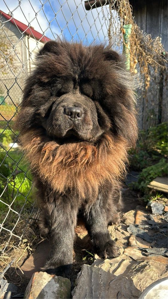 Chow chow Dorosly Piesek