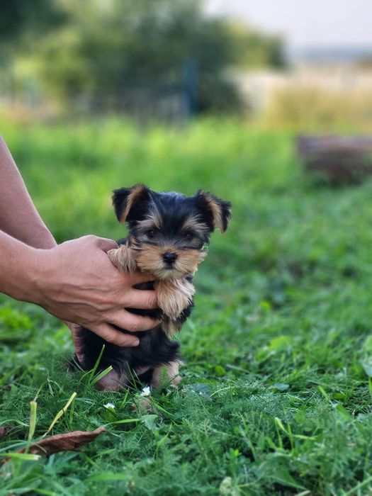 Йорки з добрим серцем. Йорк
