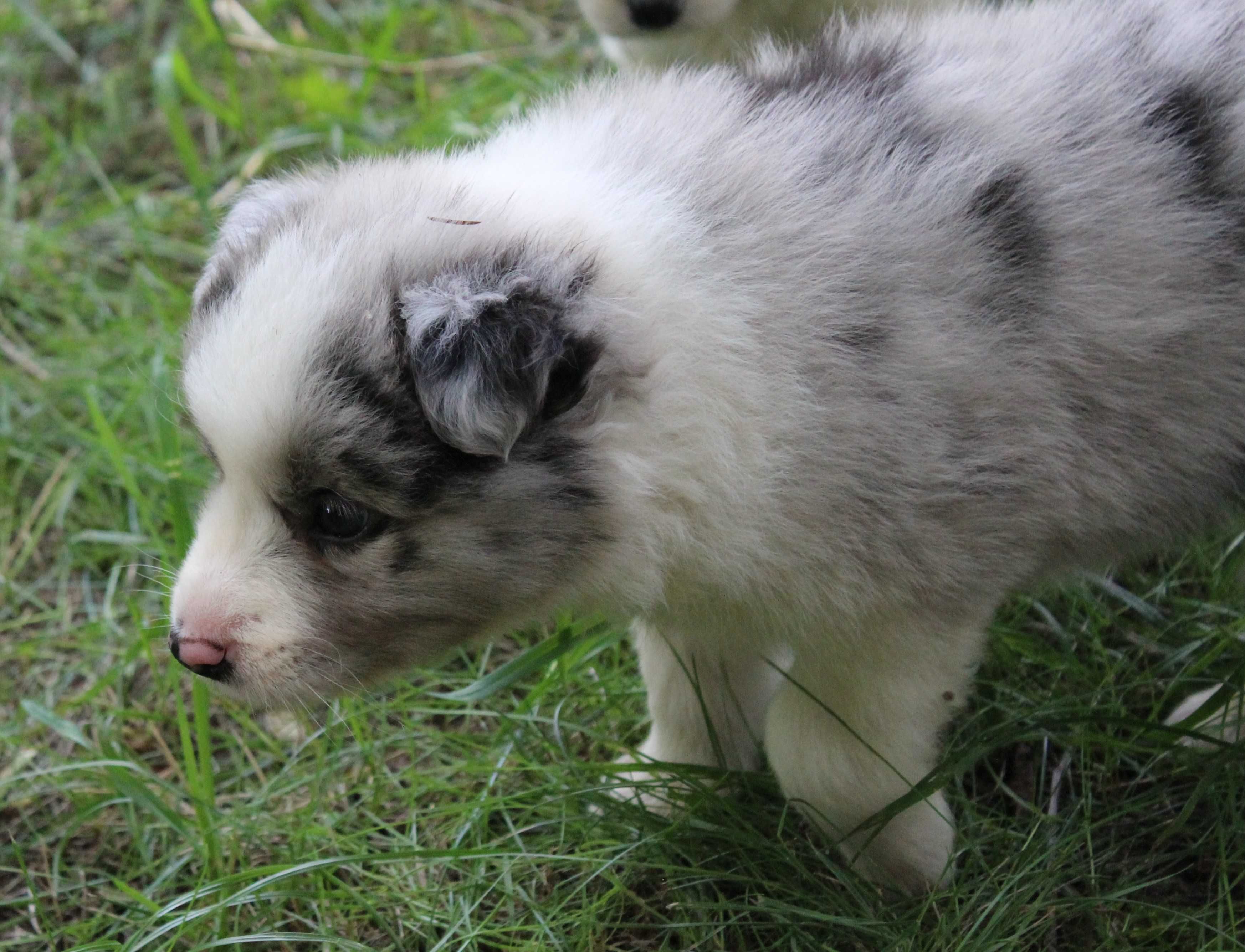 Piesek Border Collie ZKwP/FCI
