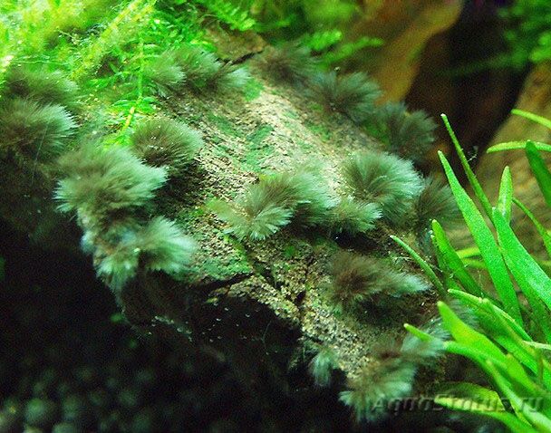 Продам сайдекс sydex cydex 2,5% уход за аквариумом глутаровый альдегид