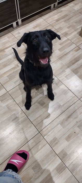 Młody piesek prawdopodobnie  ojcem był wyżeł niemiecki szorstkowłosy