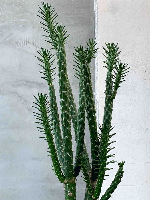 Кактус цилиндропунция