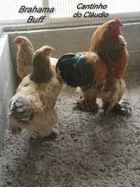Ovos galados de galinhas de raça pura