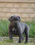 Cane Corso ZKwP/FCI / oddział Wrocław