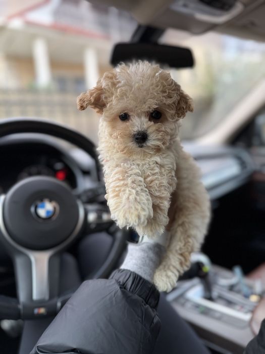 Мальтипу мальчик ф2