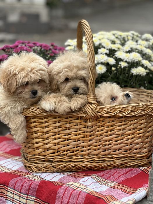 Щенки мальтипу девочка