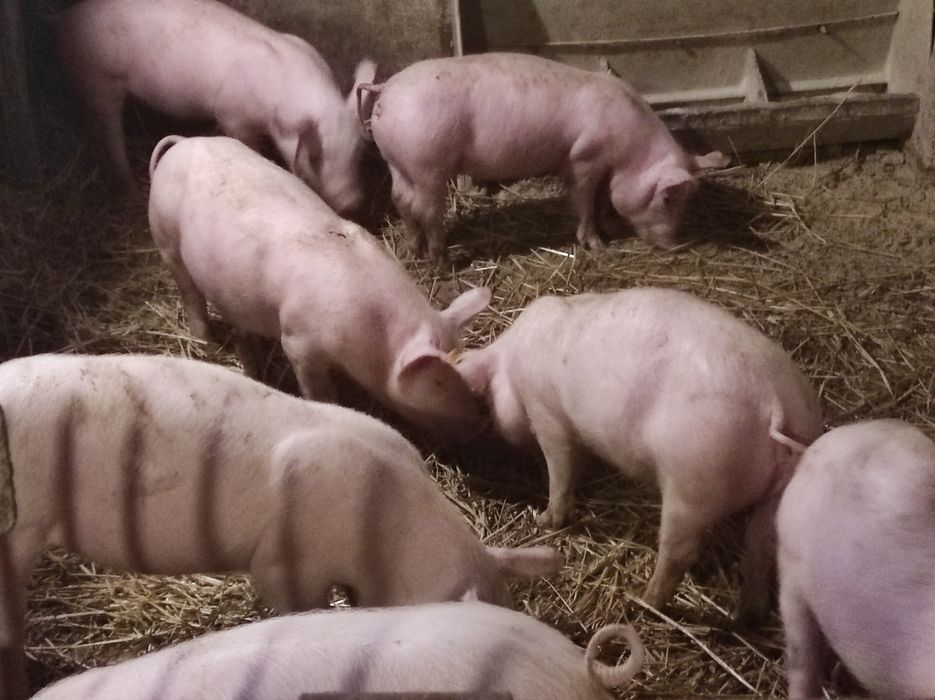 Prosięta warchlaki 30 kg