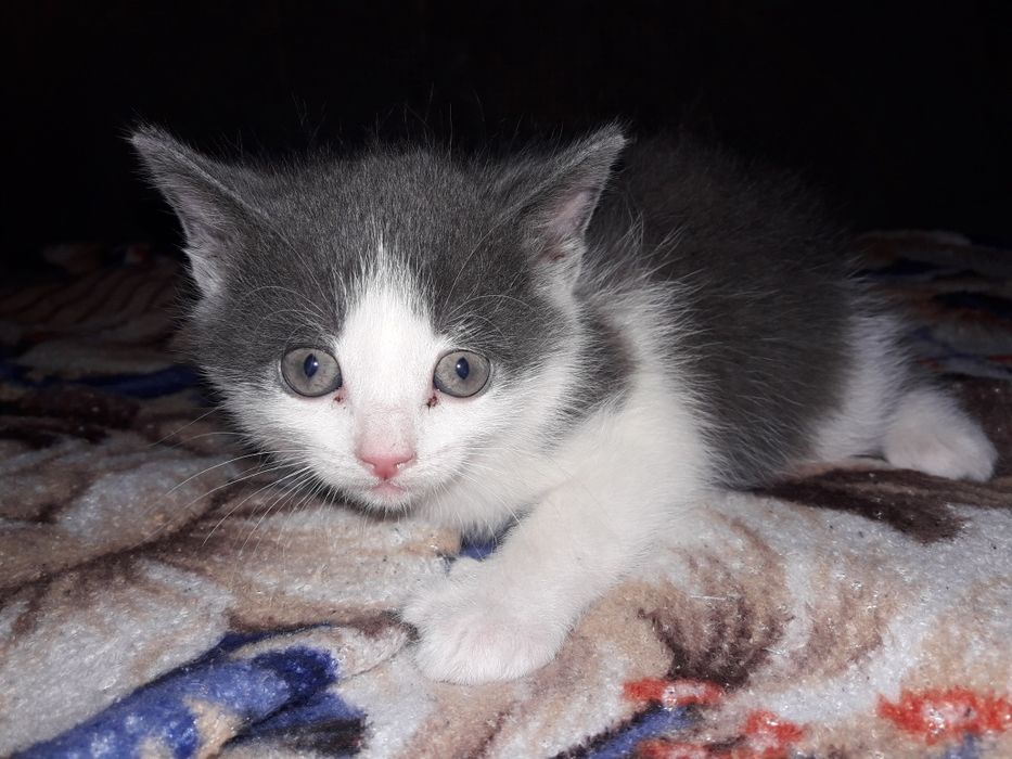 коти з гарантією