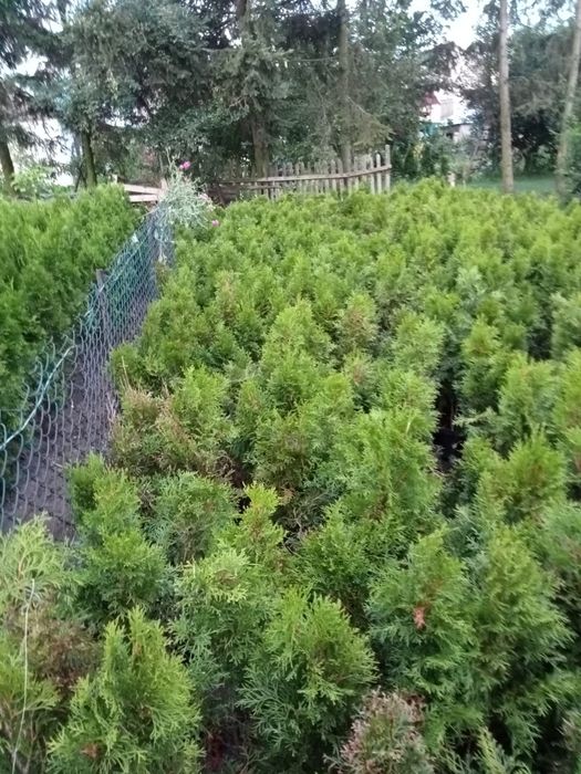 Likwidacja Tuja szmaragd 50 - 70 cm doniczka 2L