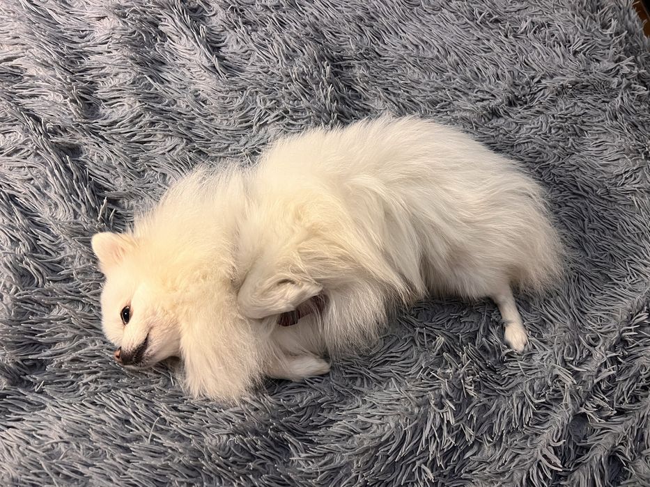 Вʼязка шпіц  білий