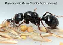 Мурахи Messor Structor, мурахи женці, муравьи жнецы, мессор структор