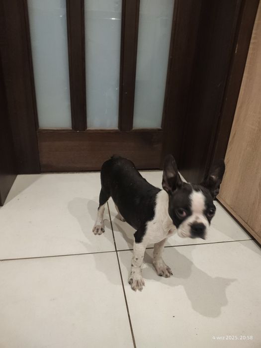 Boston Terrier suczka 5 miesięcy nie Buldog francuski