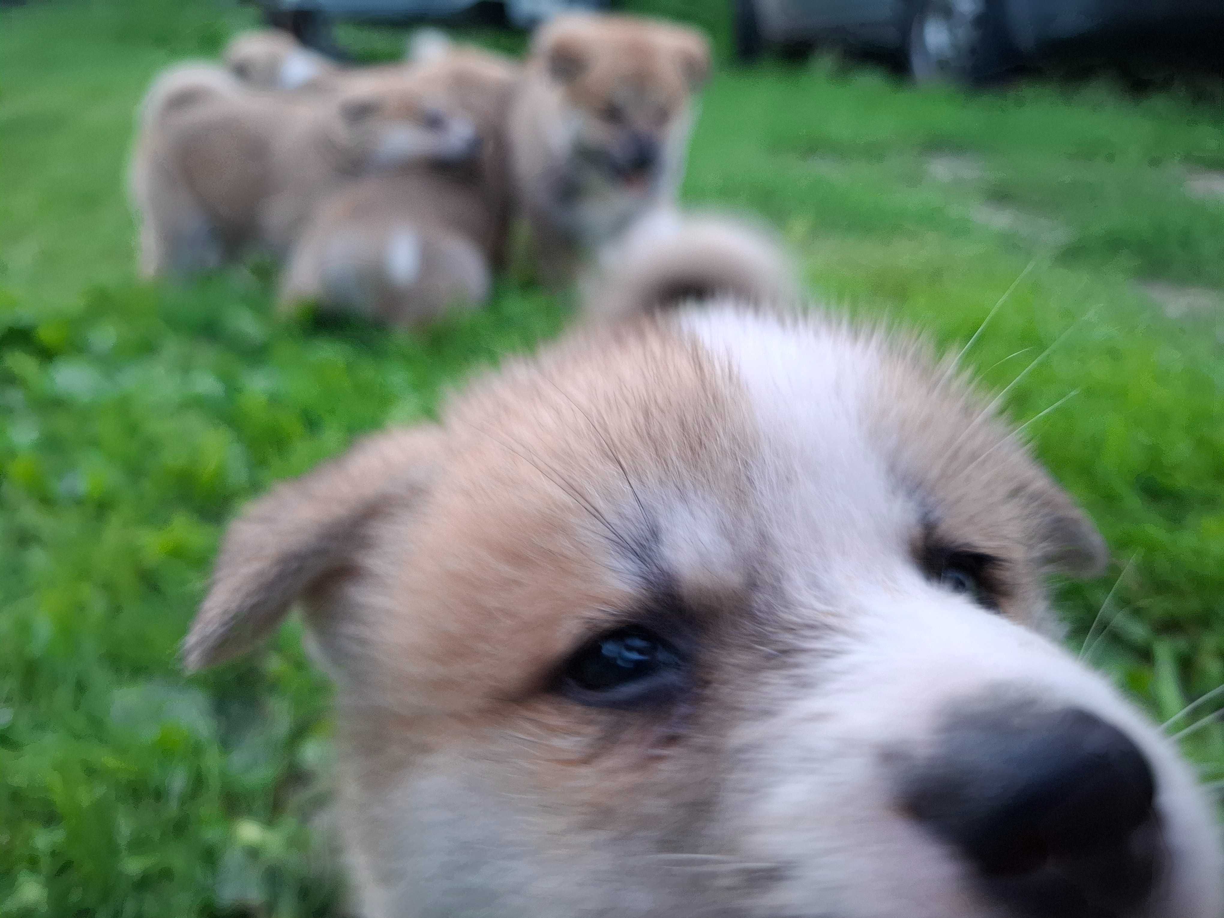 Piesek Akita Inu SWKiPR