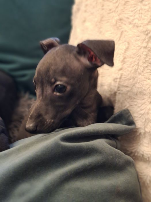 Charcik włoski- suczka