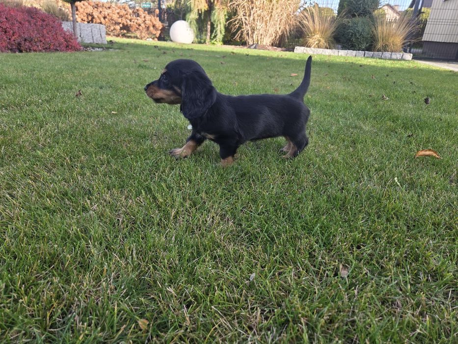 Jamnik długowłosy suczka