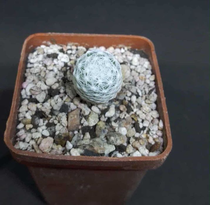 Пропоную екзотичні рослини