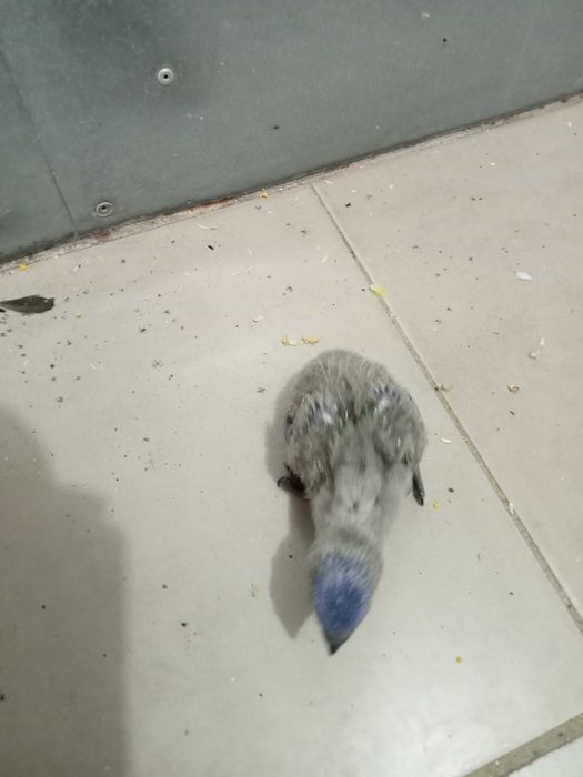 Tenho para cedencia 2 loris molucanos bebes