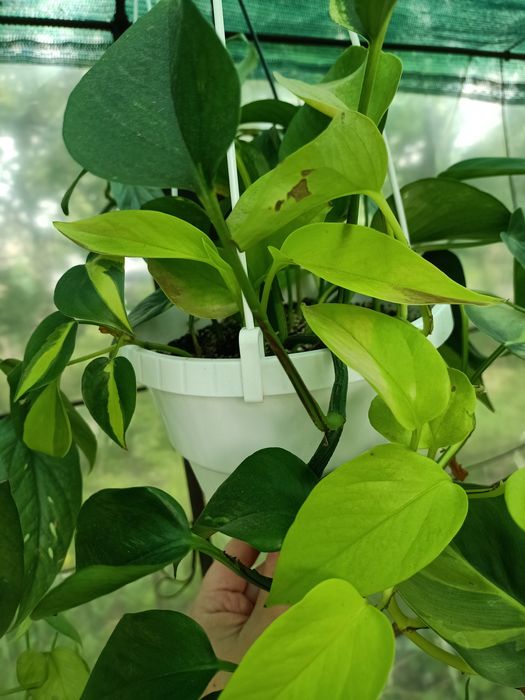 Комнатные растения традесканция, эпипремнум, филодендрон