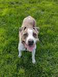 Candy suczka w typie amstaffa do adopcji Kalisz Wrocław Poznan Lodz