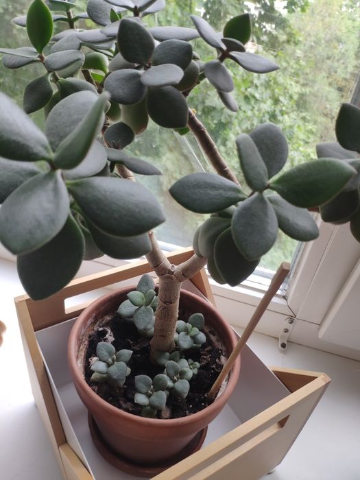 Цветок Денежное дерево Толстянка комнатные растения цветы