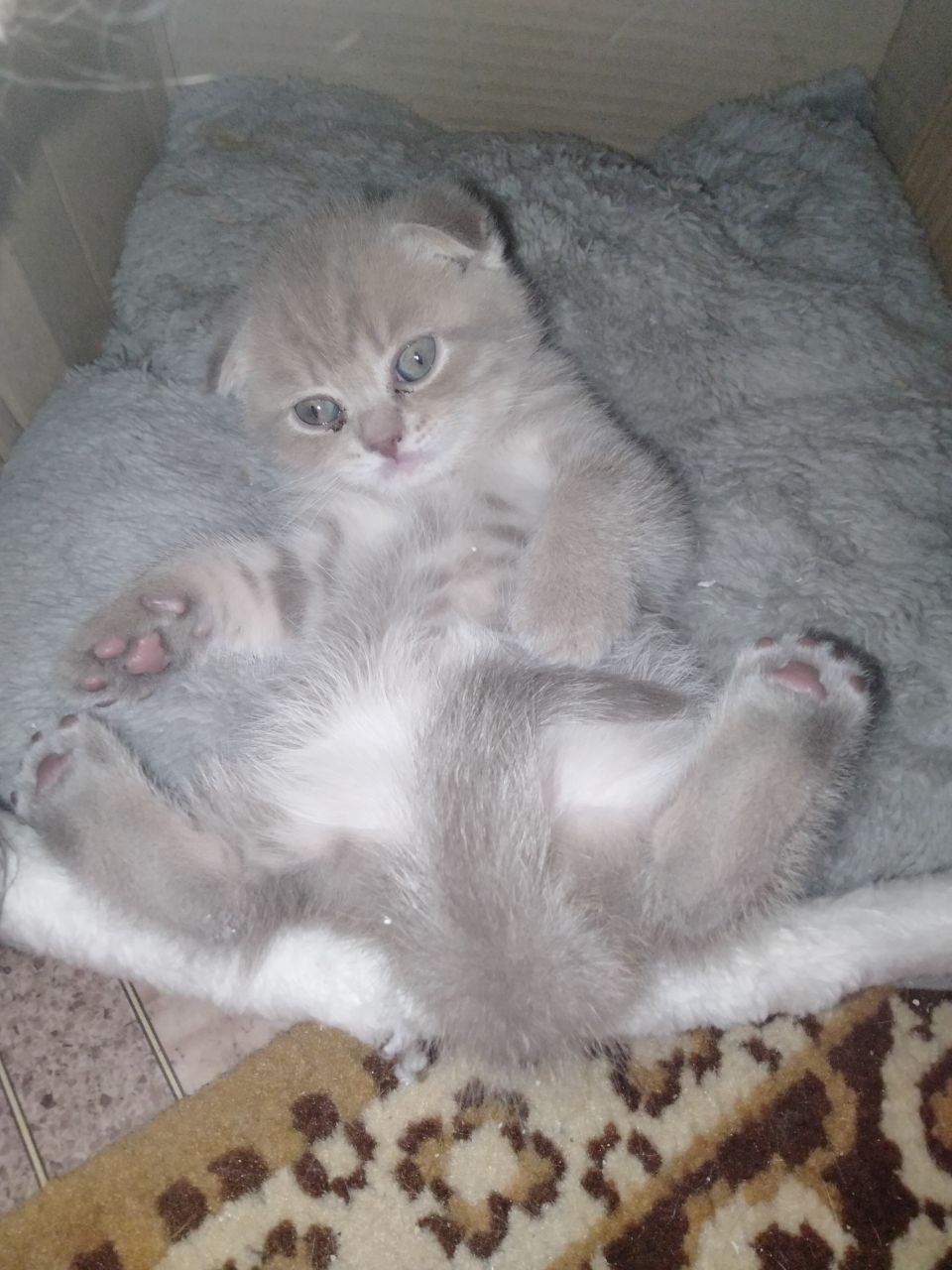 Британські кошенята