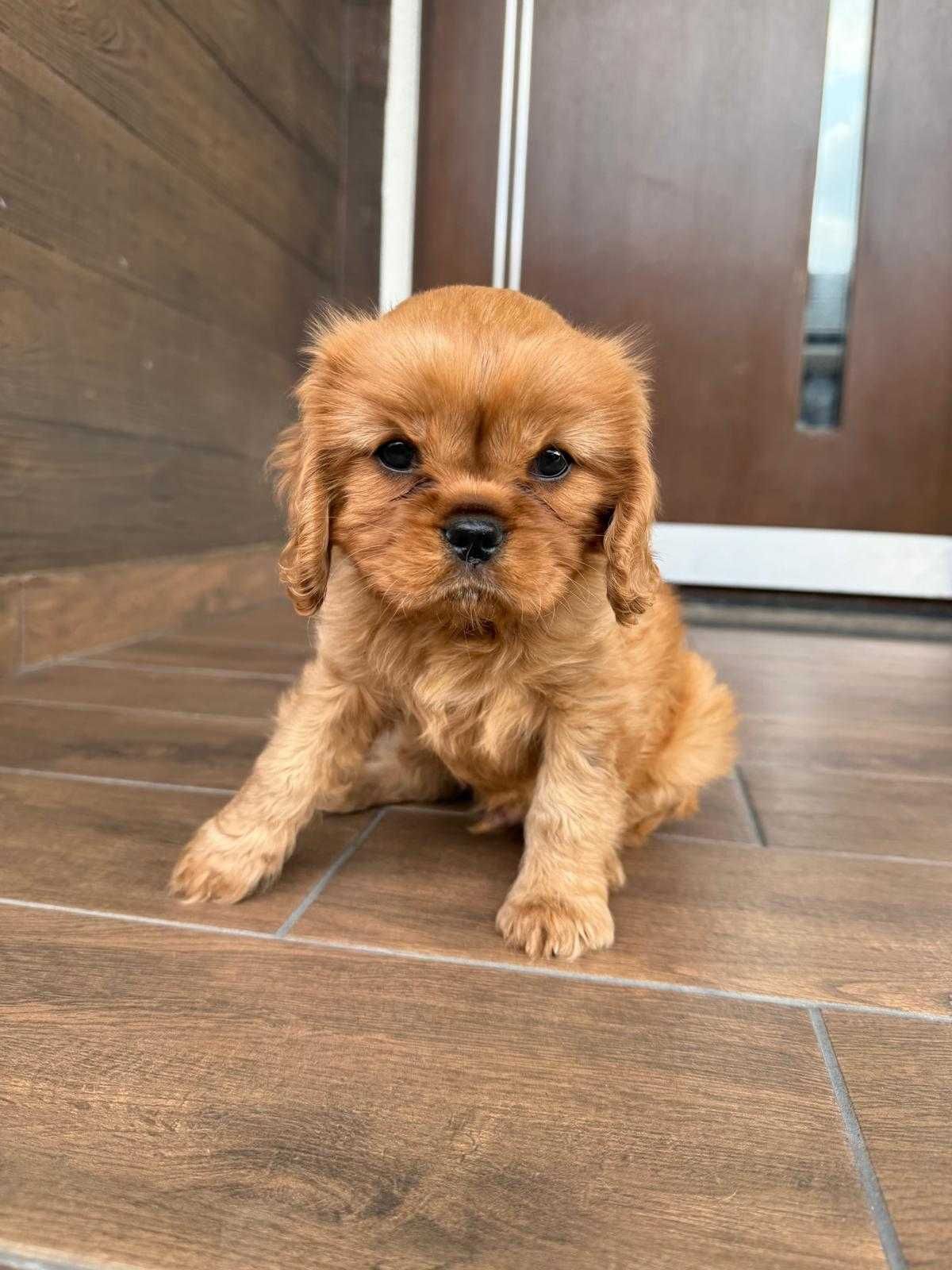 Cavalier King Charles Spaniel - ZKwP FCI Piesek maści Ruby