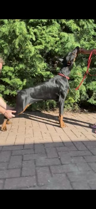 Roczny doberman do adopcji