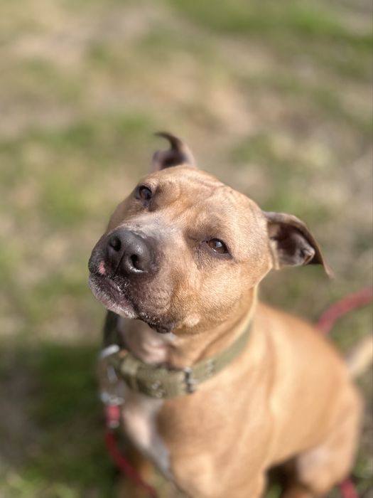 Piękny, wysportowy Pitbull Roki czeka na dom