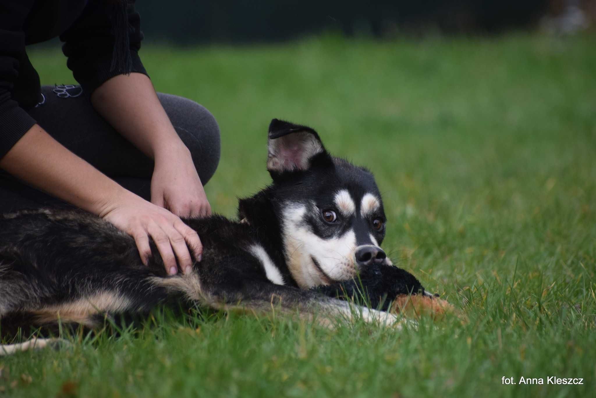 Bonsai - mix husky adopcja