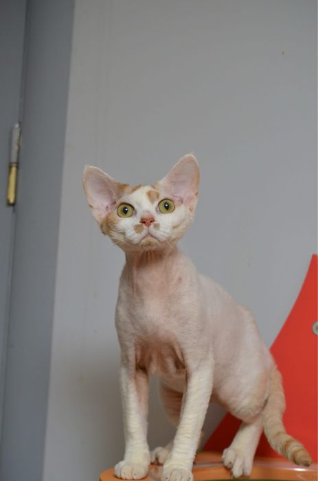 Девон рекс підрощений хлопчик