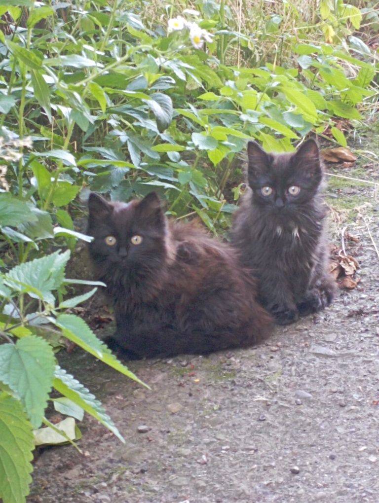 Котики безкоштовно