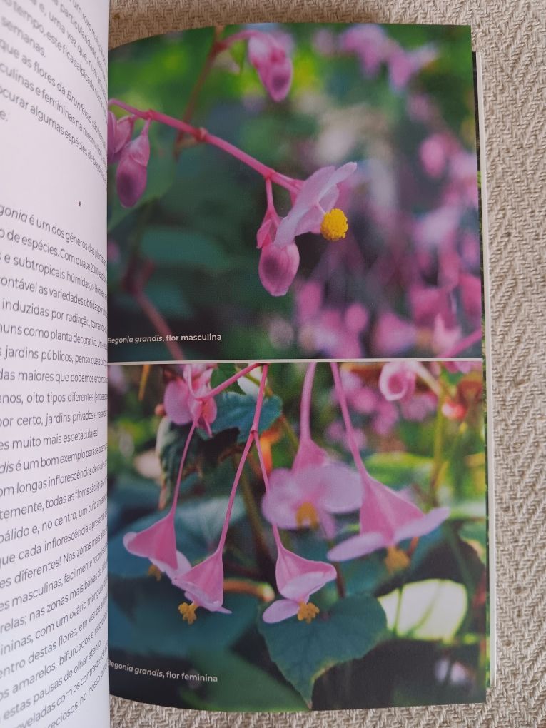 Ivo Meco, Jardins de Lisboa
