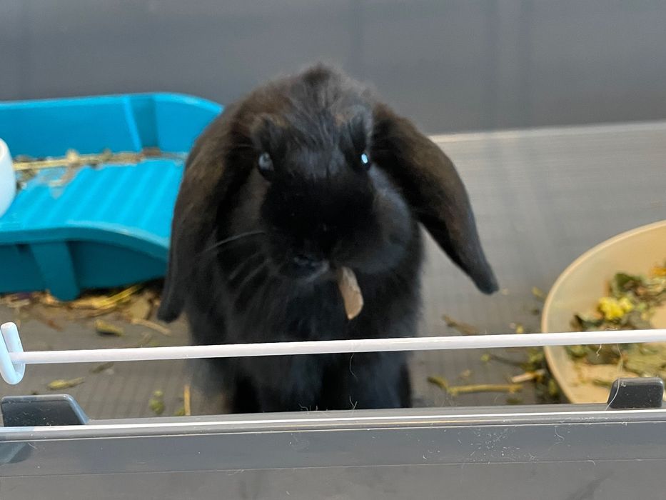 Króliki mini lop