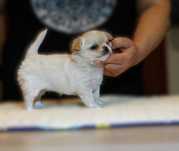 Chihuahua kremowa dziewczynka ZKwP FCI