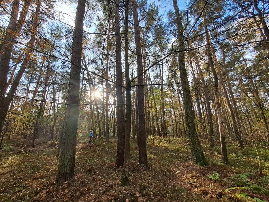 Sprzedam działke leśną