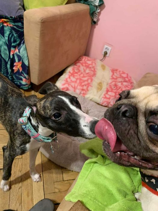 Petsitter Warszawa, opieka nad psem i kotem, domowy hotel dla psa