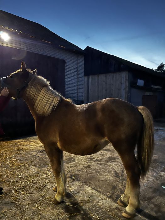 Klaczka źrebica 1.5 roku kasztanka