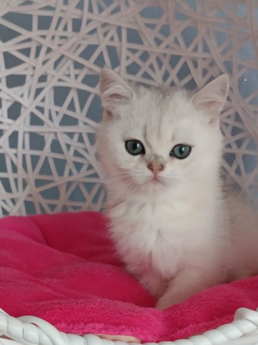 Пухнасте щастячко