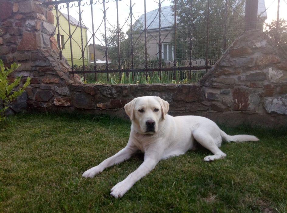 в'язка лабрадора