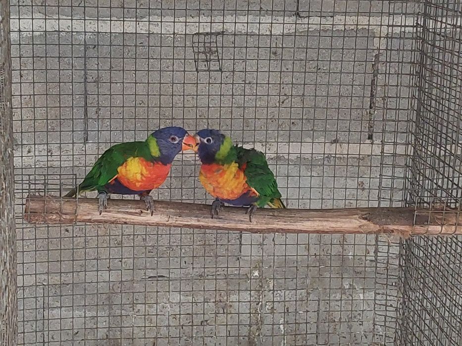 Tenho para cedências varios casais roselas e pyrrhuras loris