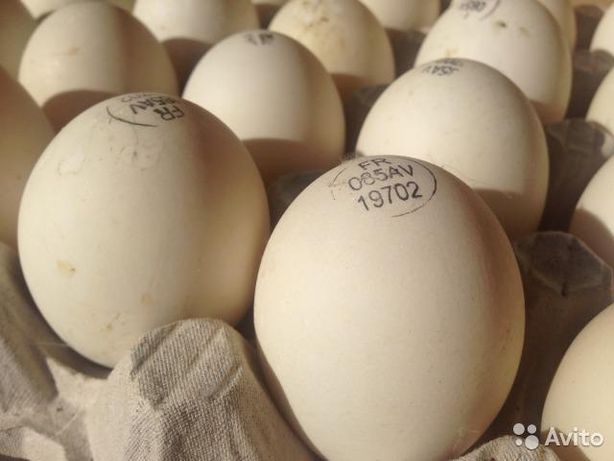 Инкубационные яйца разных пород с Европы и Украины