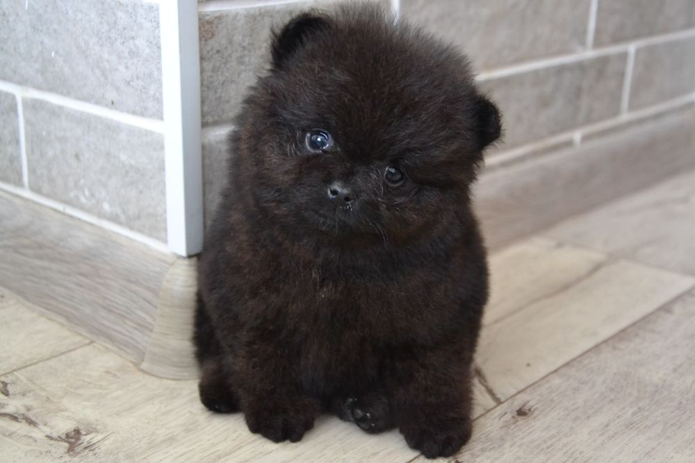 Pomeranian  FCI UKU. Delivery