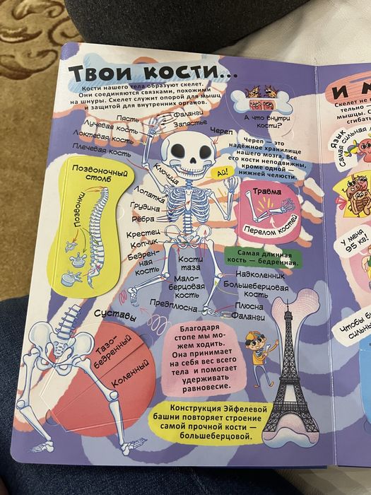 Книга с окошками, все о твоем теле