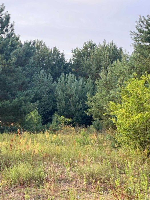 Piękna działka na sprzedaż z widokiem na młody las !