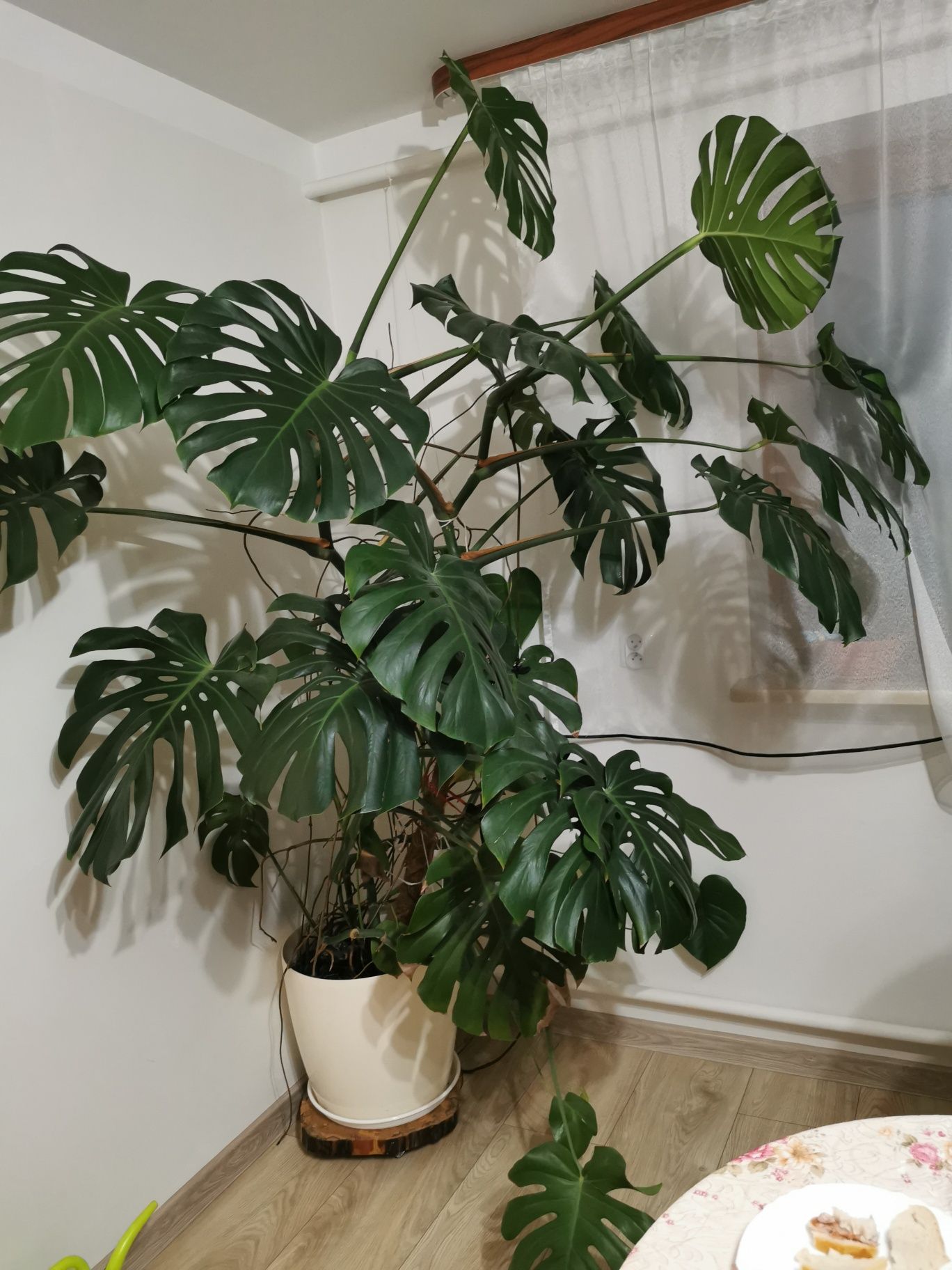 Monstera, piękna