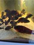 Petrochromis Red Bull point samiec oddam za darmo