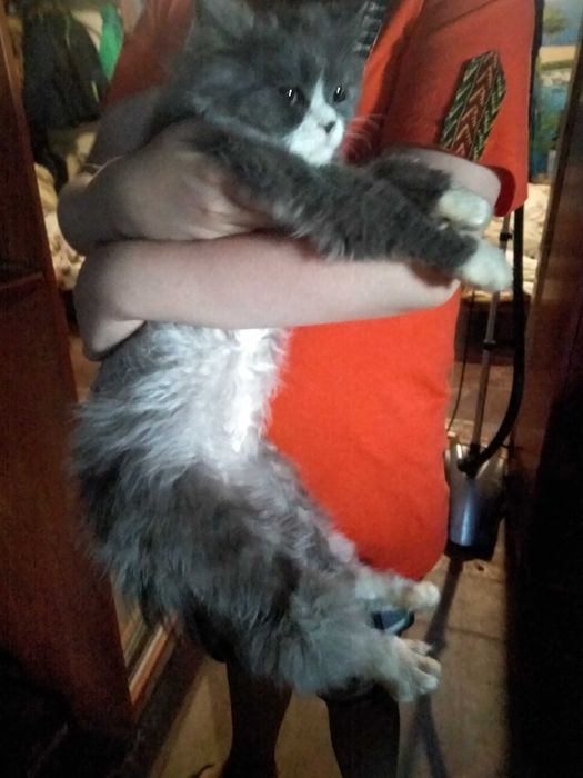 Кот хайленд страйт 5 кг (1год) не кастрирован не метит